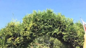 Туя. Как сделать арку. Топиар.