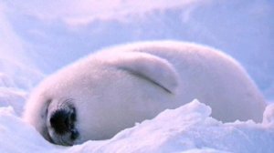 Морские котики песня .Прикол.