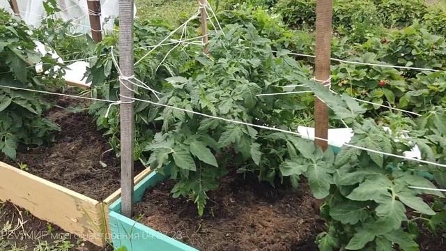 04.07.23 Дача.Выборг.Томаты-Гномы подросли.Прошел месяц после посадки смотреть онлайн