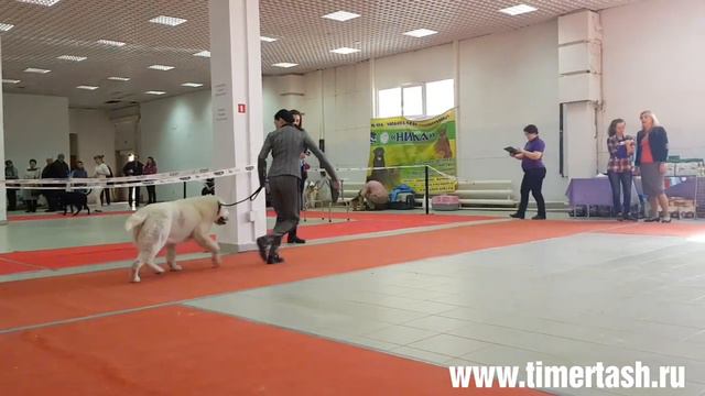 24 марта 2019 Выставка собак в Тобольске ТИМЕРТАШ ХАБРИНА дочь Леди и Нурика смотреть онлайн