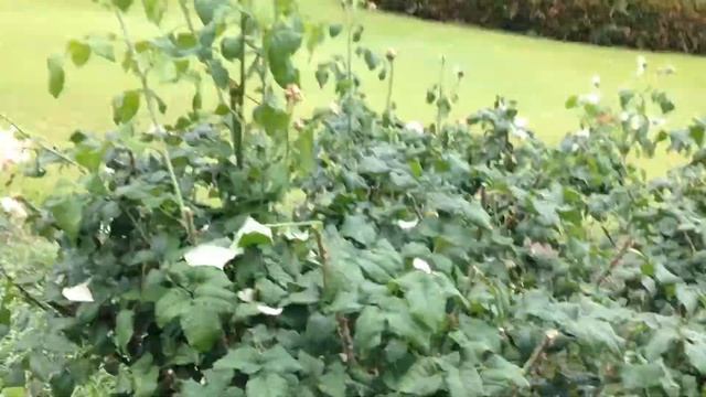 バラ　シャリファ・アスマ　　Roses "Sharifa Asma" (Healing video) смотреть онлайн