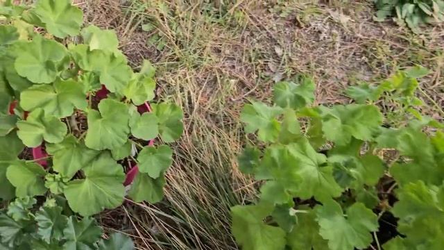 Сезонные работы в саду ,уже и запоздалые/Обрезка старых роз/Цветы в теплице смотреть онлайн
