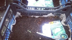 Посадка капусты на рассаду.