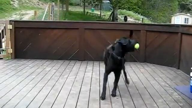 Dog's dream comes true; 10,000 Tennis balls смотреть онлайн