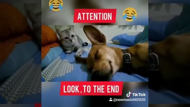 sleeping dog farting, собака пукает во сне смотреть онлайн