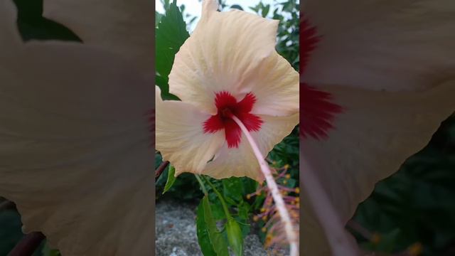 ब्यूटीफुल रेड कलर फ्लावर गुड़हल फूल बहुत ही प्यारा कलर смотреть онлайн