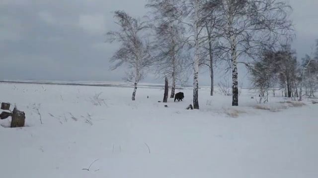 Зима 2018. Прогулка на снегоходах, встретили кабана. Башкортостан, Мелеузовский Район. смотреть онлайн