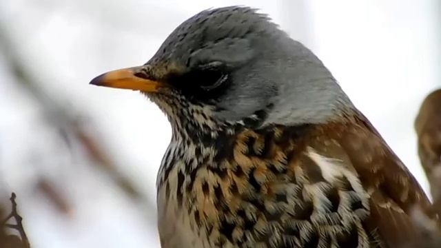 дрозд рябинник ждёт весну