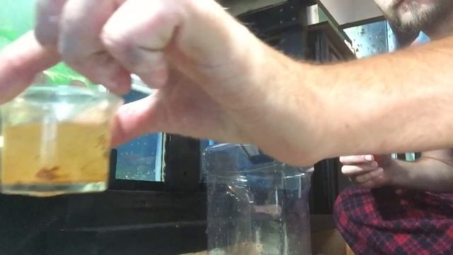 Harvesting Baby Brine Shrimp and Feeding Fry! смотреть онлайн