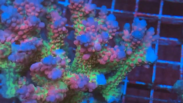 REx Total Crazy Acro. «REEF EXCLUSIVE» смотреть онлайн