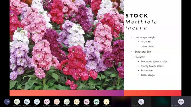 Home Grown Cool Season Color Annuals - Paul Winski
