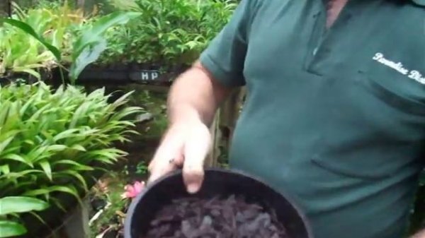 Bromeliad Plant Care - Paradise  Distributors Tip of the Week