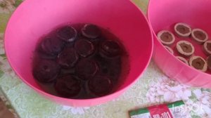 ЭРЕМУРУС ПОСЕВ НА РАССАДУ .