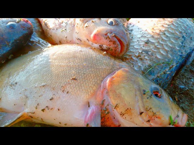 ВОТ ЭТО РЫБАЛКА!!! ГНУТ И ТЯНУТ НА ОБЫЧНУЮ ЗАКИДУШКУ! смотреть онлайн