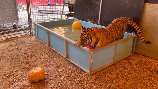 осенний выпуск и как Дана обучала Киру что нужно делать в бассейне смотреть онлайн