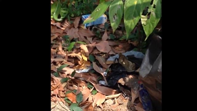 Змея поедает мышь. Пхукет, Таиланд. смотреть онлайн