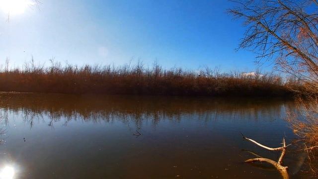 Перелетные утки / Wildlife