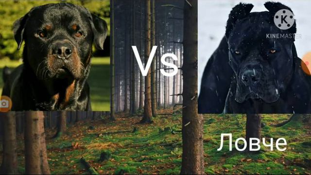 ротвейлер против кане корсо смотреть онлайн