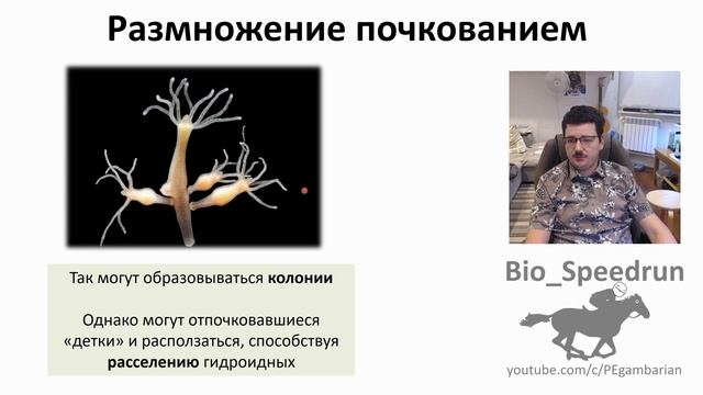 4. Кишечнополостные (Speedrun зоология 7 класс, ЕГЭ, ОГЭ 2021) смотреть онлайн