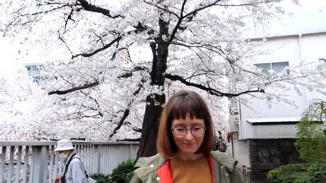 Сакура в Токио! Прогулка в Mejiro, набережная Kandagawa, отель Chinzanso смотреть онлайн