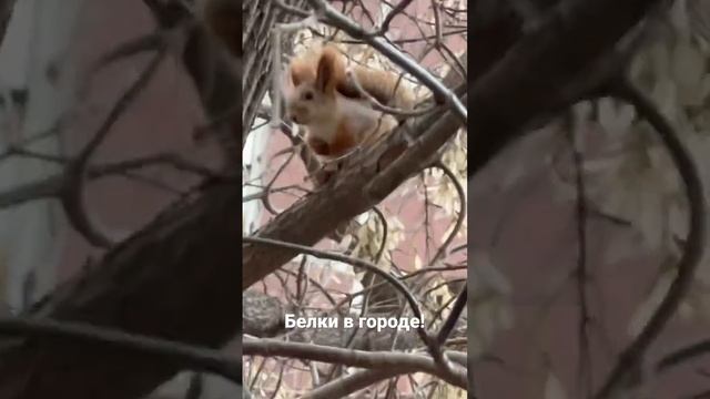 Белки зимуют в городе. смотреть онлайн
