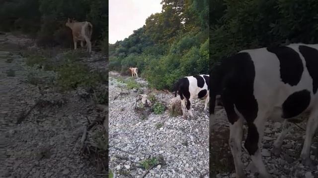 Коровы на берегу моря #кавказ #абхазия #море #абхазия2023 #отдых #морезовёт смотреть онлайн