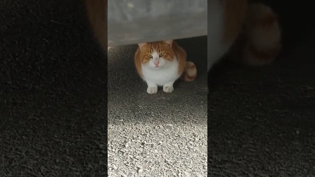 Кошка каскадёрша или " Люди будьте добрее и гуманнее по отношению к животным" смотреть онлайн