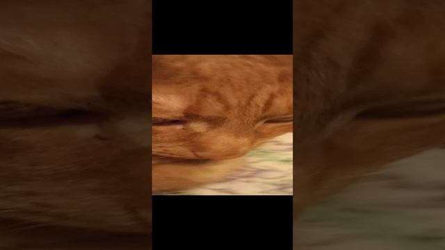 VID_20230402_222640.mp4 смотреть онлайн