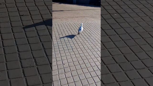 Выборгские чайки смотреть онлайн