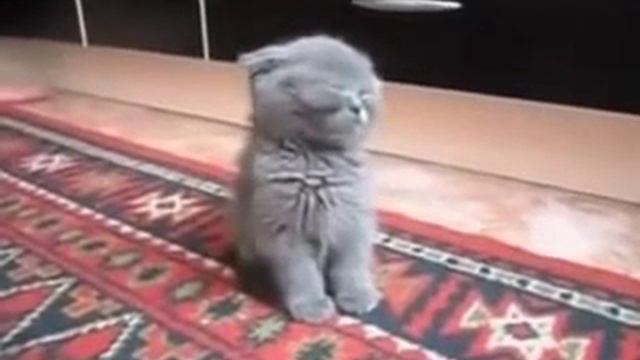 Смешной кот смотреть онлайн