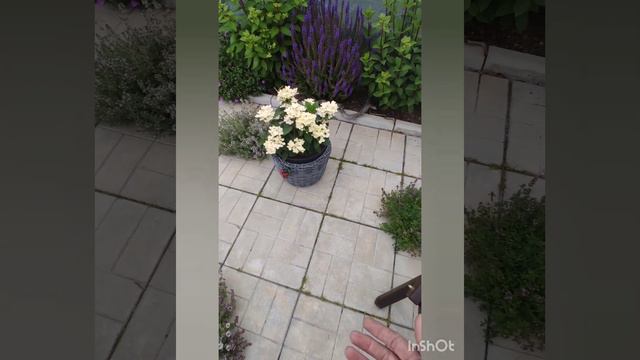 Когда меняет свой цвет метельчатая гортензия смотреть онлайн