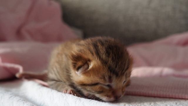 Мама, ты где? Слепой котенок ищет маму / Blind Kitten Looking For His Mom