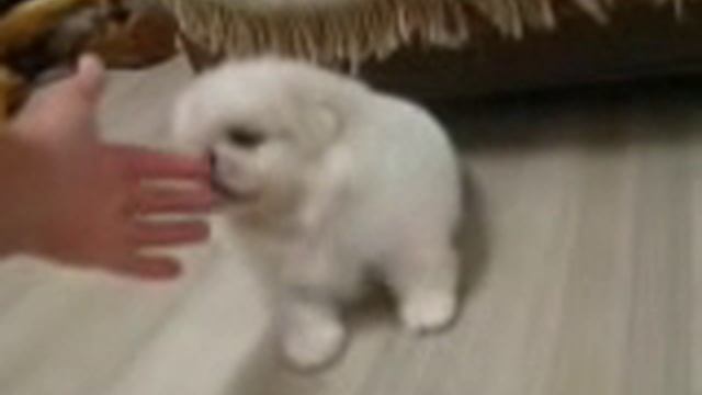 белый пекинес и чёрные шпицы смотреть онлайн