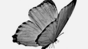 Билал Дарбали - сура Аль-Анбия Красивое чтение Кор’ана