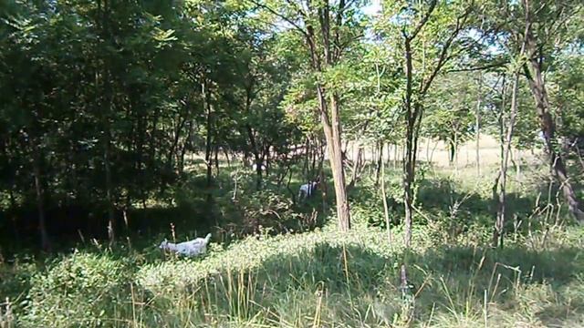 Кому - выпас, кому - бонус! смотреть онлайн