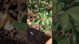 🍁🌹Роза  CAFE(КАФЕ) осень 2023 г.