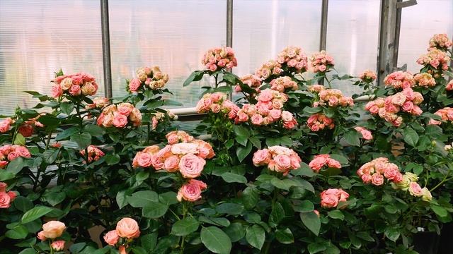 Роза Классик Лидия (Спрей) Classic Lydia (Interplant Голландия) смотреть онлайн