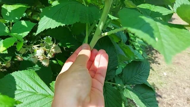 ZMEURĂ GLEN AMPLE, un soi FABULOS care nu trebuie să lipsească din grădina ta! смотреть онлайн