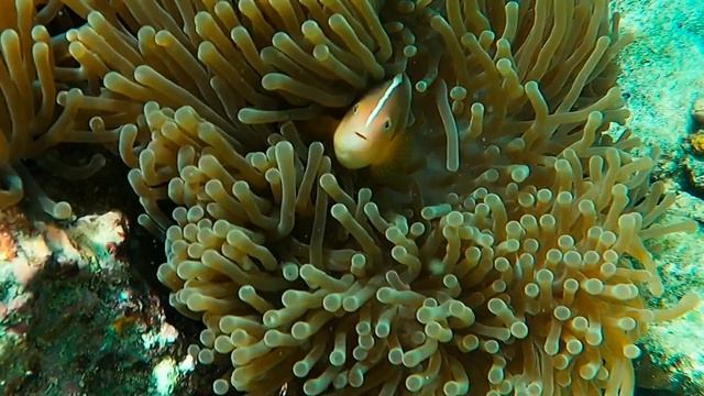 Рыбы-клоуны и актинии! Clown fish and anemones! смотреть онлайн