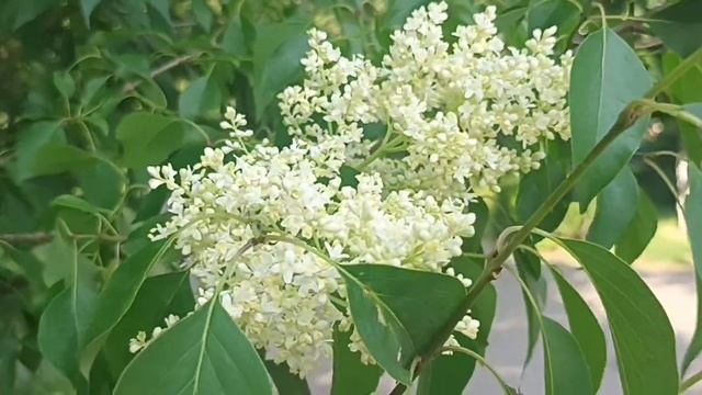 Добрый ДЕНЬ 10 июня 2023 года ЦВЕТУЩАЯ ЛИПА и ЖАСМИН смотреть онлайн