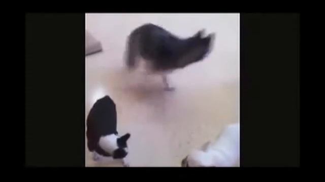 бесплатное видео о животных, very funny, gatitos graciosos, animales divertidos, gatos divertidos смотреть онлайн