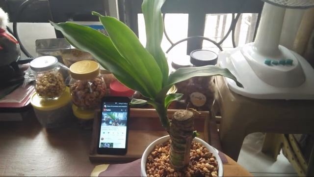 FORTUNE PLANT | Dracaena Fragrans /Indoor Money Plant смотреть онлайн