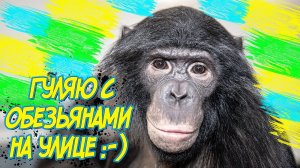 Дан Запашный на улице с обезьянами / Dan Zapashny on the street with monkeys
