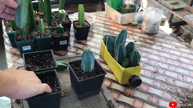 Rootstock for Cactus Grafting ( Hylocereus & Myrtillocactus ) | apr20 смотреть онлайн