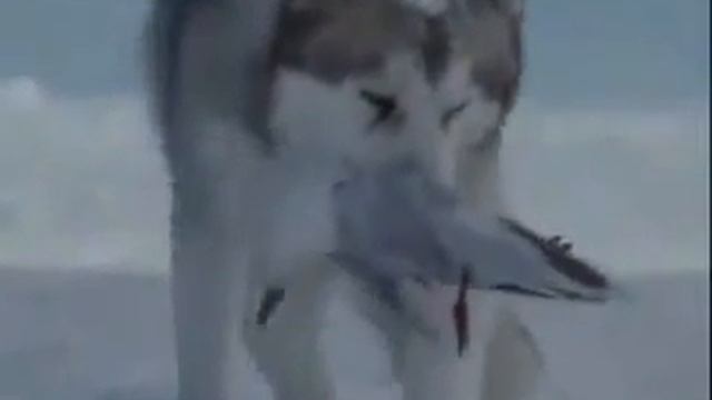 вечная память Хаски смотреть онлайн