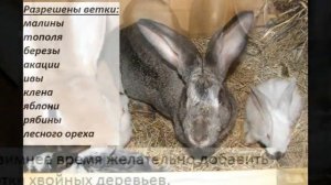 Чем кормить кроликов. Краткие советы: что можно, а что нельзя.