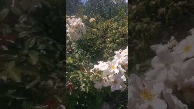 Роза Салли Холмс Шраб Sally Holmes 1976 год Robert A. Holmes United Kingdom гибрид мускусная роза смотреть онлайн