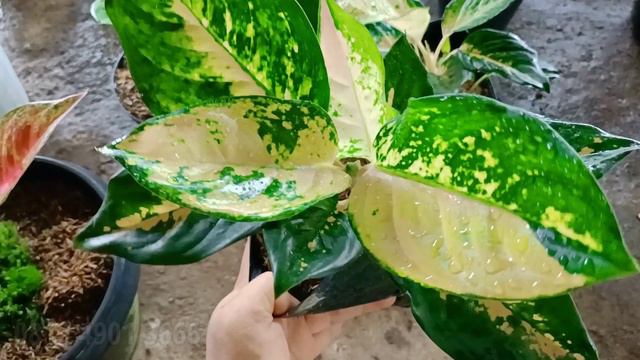 AGLONEMA SEMI KOLEKSI | Siap di rawat ‼️ cekidot . . . смотреть онлайн