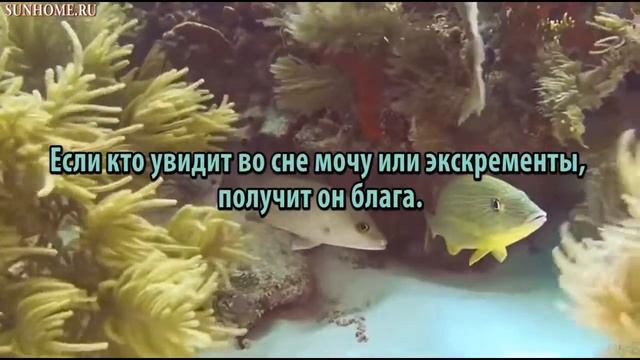 К чему снится Моча сонник, толкование сна смотреть онлайн