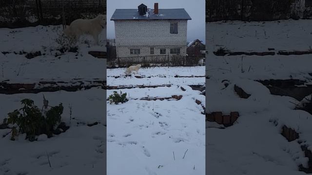 Мареммы гуляют в саду